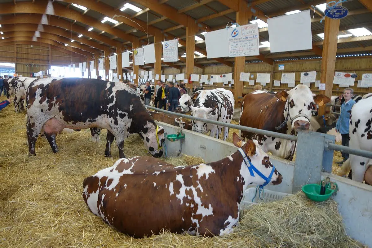 Des bovins présentés au concours d'élevage de la foire Sainte-Croix de Lessay