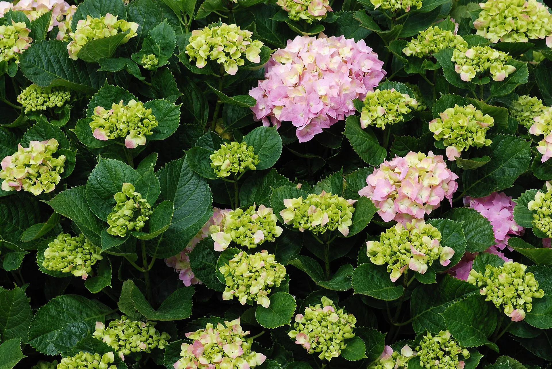 L'hortensia, l'incontournable des jardins normands